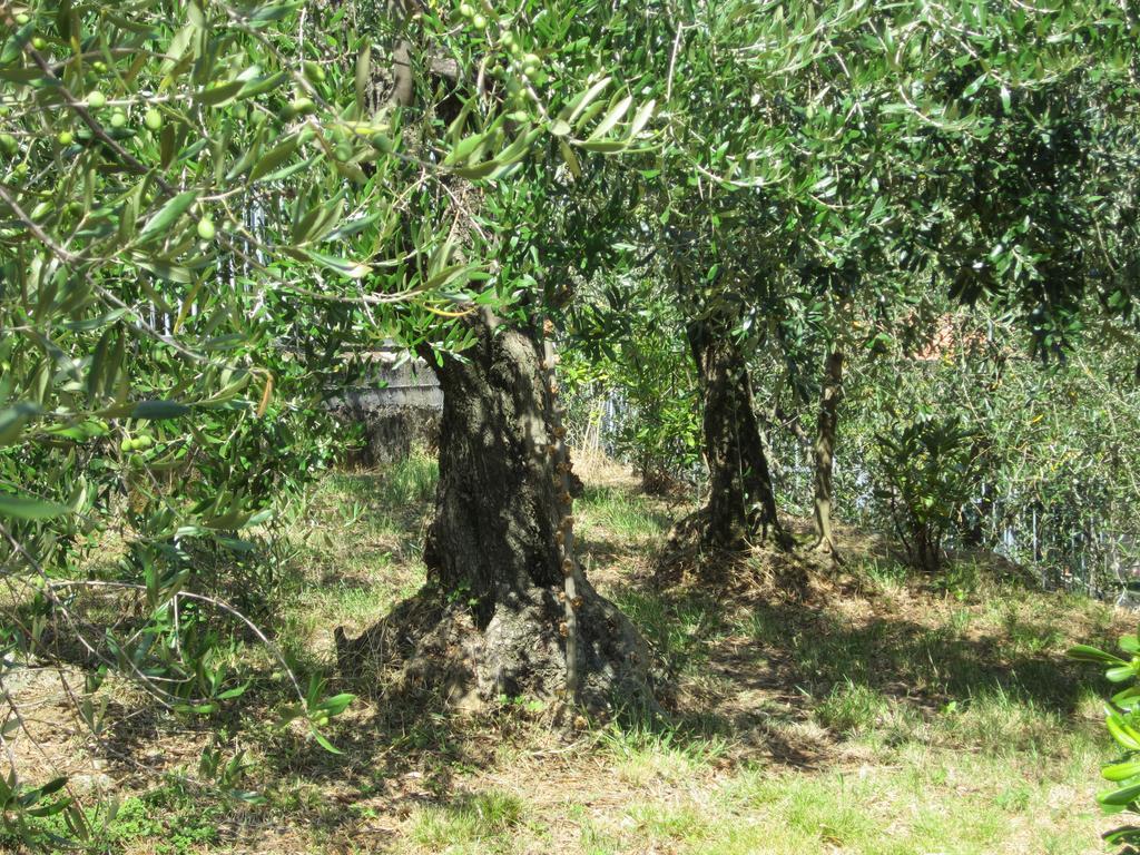 B&B Mare E Monti La Spezia Rum bild